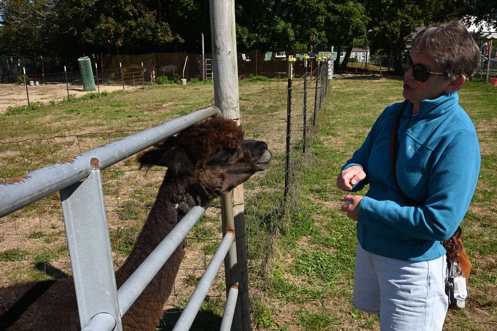 Hill Crest Alpaca Farm Dartmouth. MA Dave Silvia Flickr