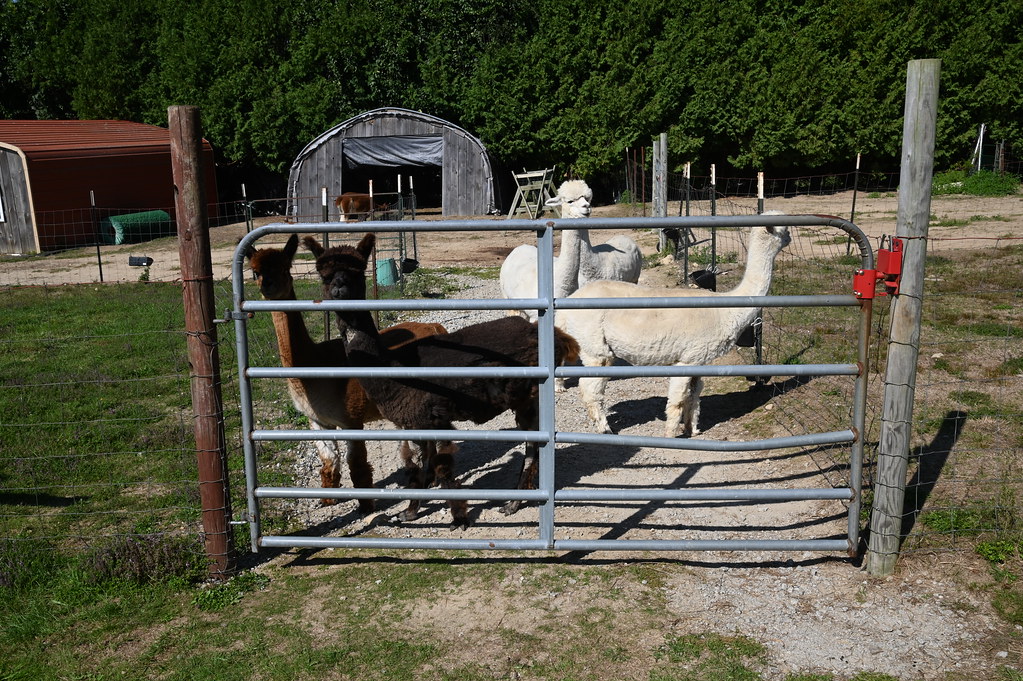 Hill Crest Alpaca Farm Dartmouth. MA Dave Silvia Flickr