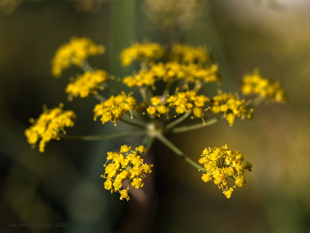 2022 08 31 Fennel flowers P1043213 Taken at Murray Pla… Flickr