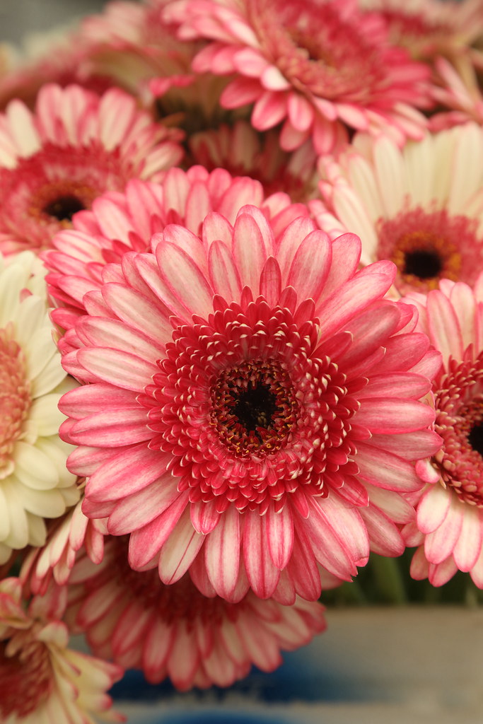 686A9042 American Grown Flowers Flickr