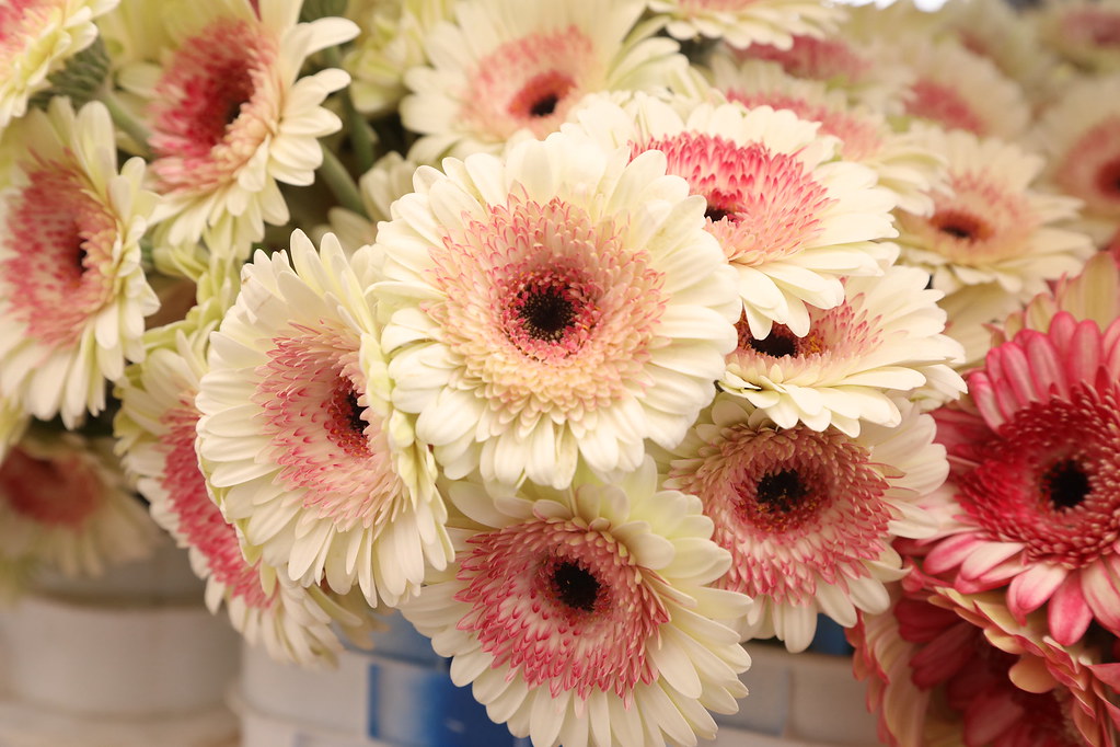 686A9039 American Grown Flowers Flickr