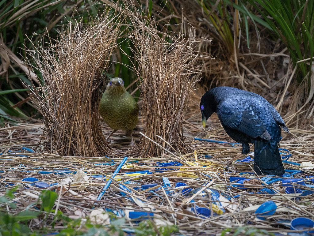 Satin bowerbirds Ptilonorhynchus violaceus. Male Satin bow… Flickr