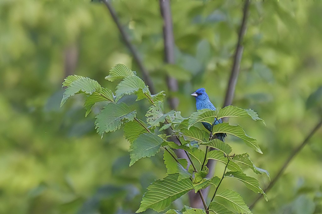 Indigo Bunting at the vineyard (7662) Linn Creek, Missouri… Ellen Flickr