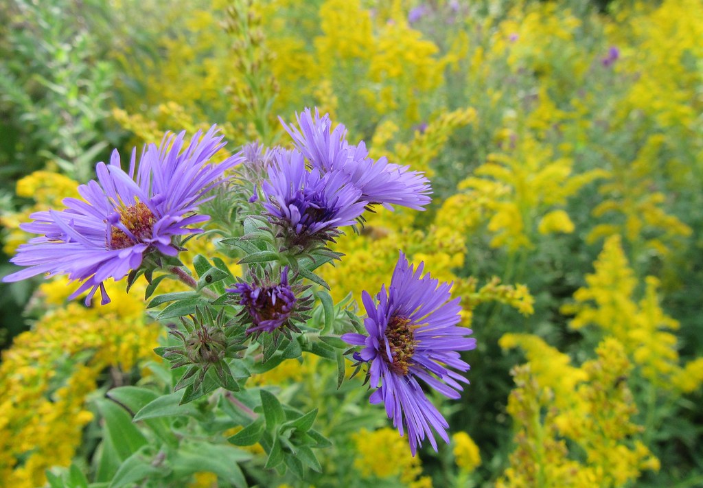 New England Asters among the goldenrod Joel Pond Flickr