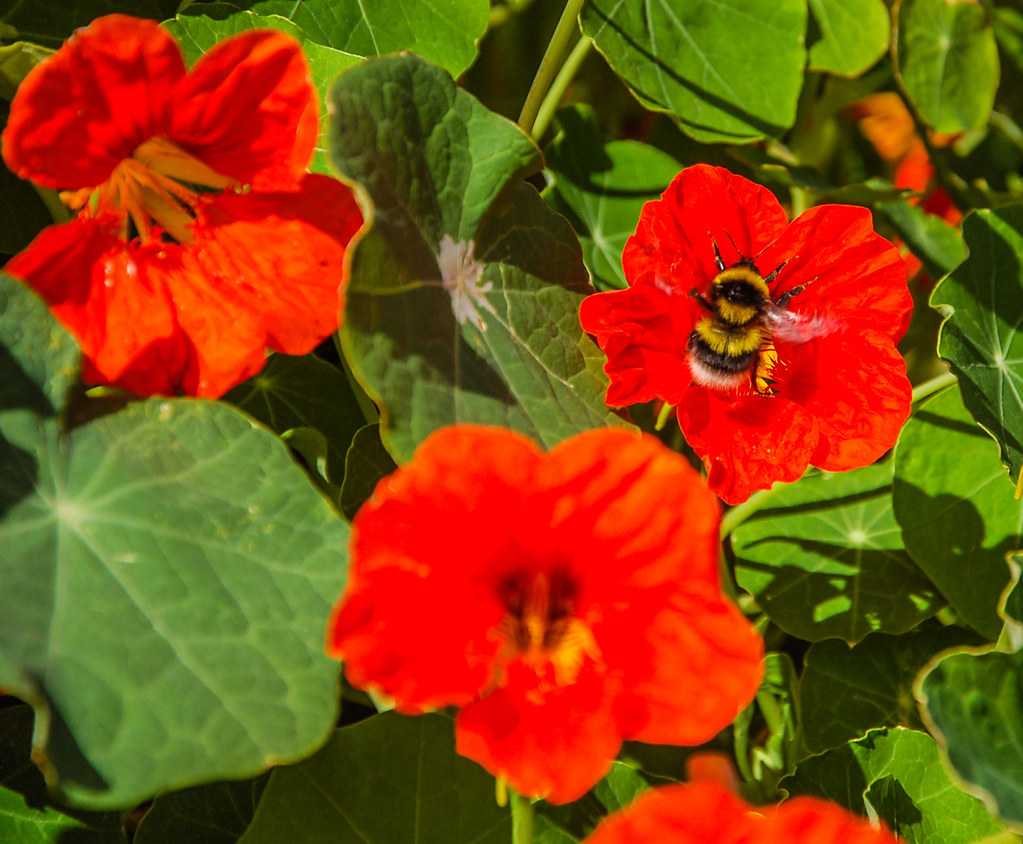 Bee A bee on a nasturtium J Wilson Flickr