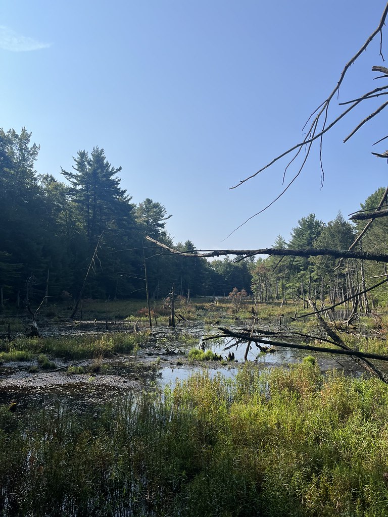 High Knob Trail Loyalsock State Forest Mariah Botts Flickr