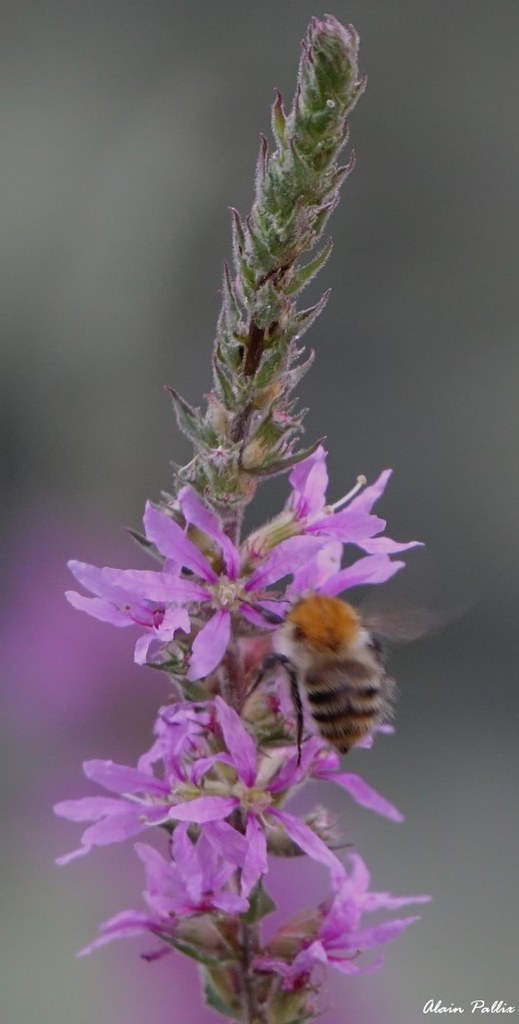 DSC03804 La Bouéxière 16 08 (30) (Copier) Alain Pallix Flickr