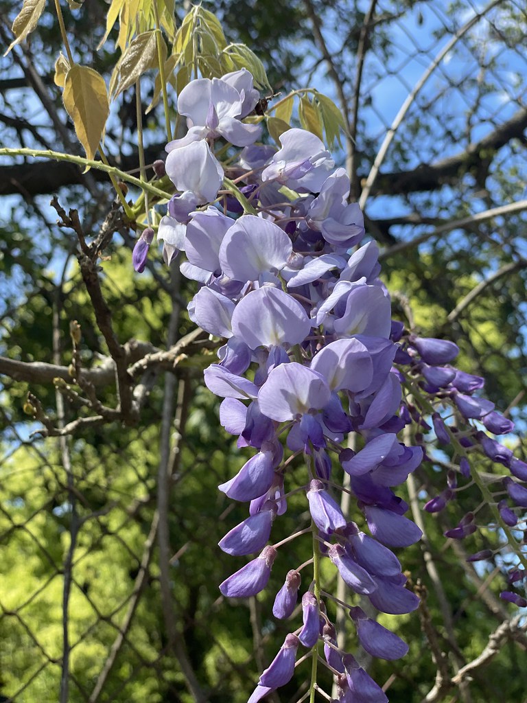 wisteria festival Val in Sydney Flickr