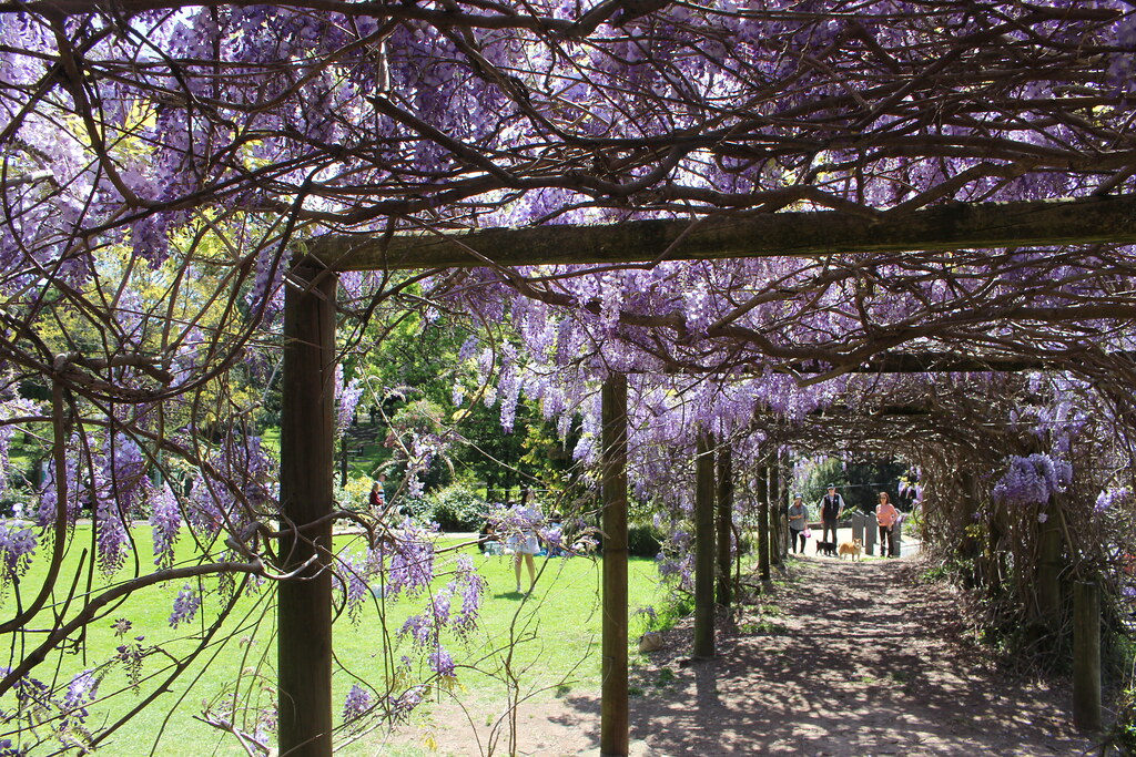 Wisteria Flowers at Muston Park, Sydney Wisteria, planted … Flickr