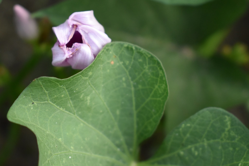 Sweet Potato Plant. Sweet potato blossoms in my wife's veg… Flickr