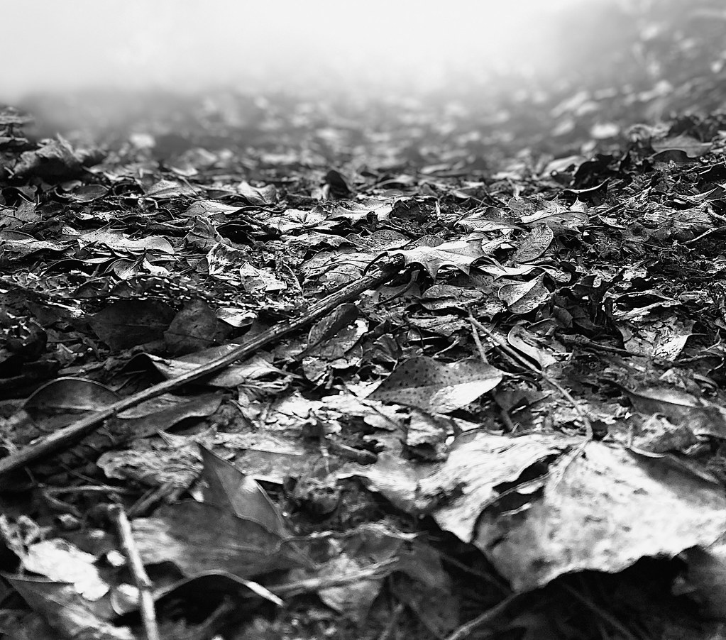 Ottery St Mary On a Sunday Fill Davis Flickr