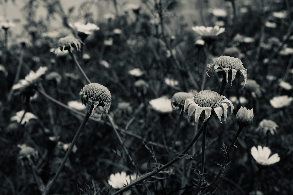 Dead Flowers NO WAR En camino de la Galera. Suena Townes V… Flickr