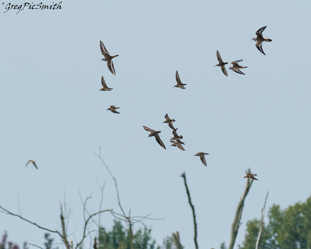 Killdeer, Pectoral Sandpiper and American Golden Plover, C… Flickr