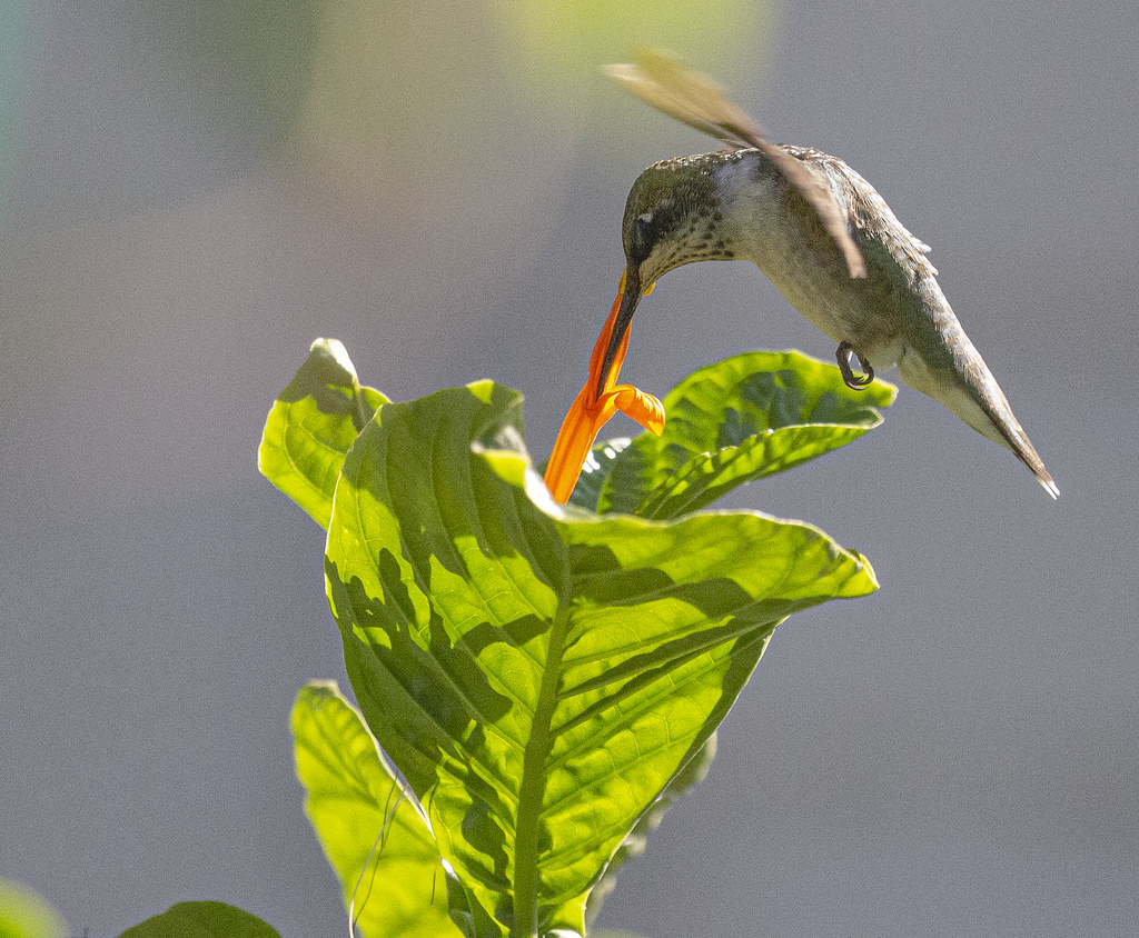 Hummingbird Feeding Young male Ruby Throated Hummingbird s… Flickr