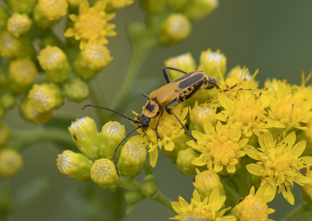 Goldenrod Soldier Beetle (Chauliognathus pensylvanicus) Flickr