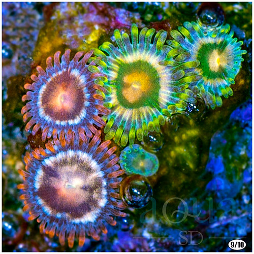Ultra Combo Zoanthids Andrew Chang Flickr