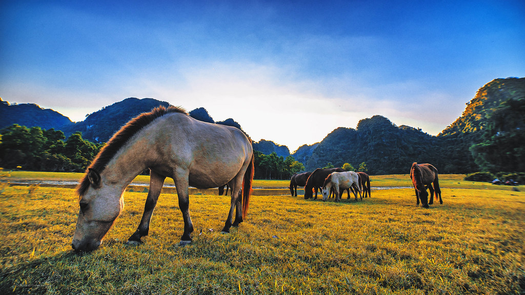 Horses on the prairie in Vietnam Truong Thanh Nguyen Flickr