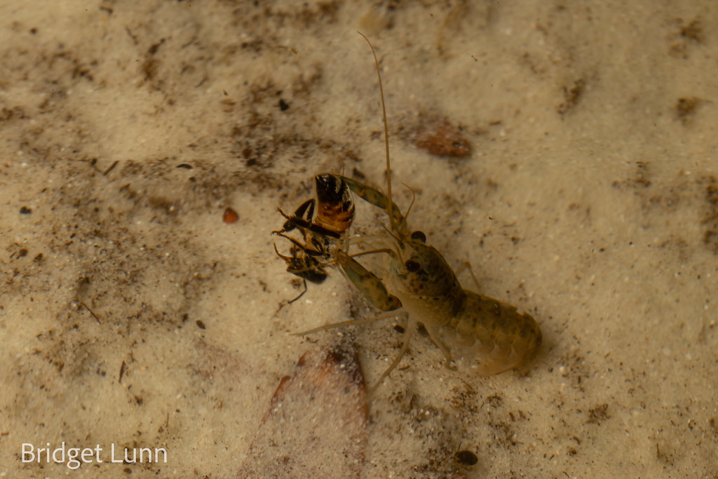 Yabby eating a bee Rainbow Beach, QLD Bridget Lunn Flickr