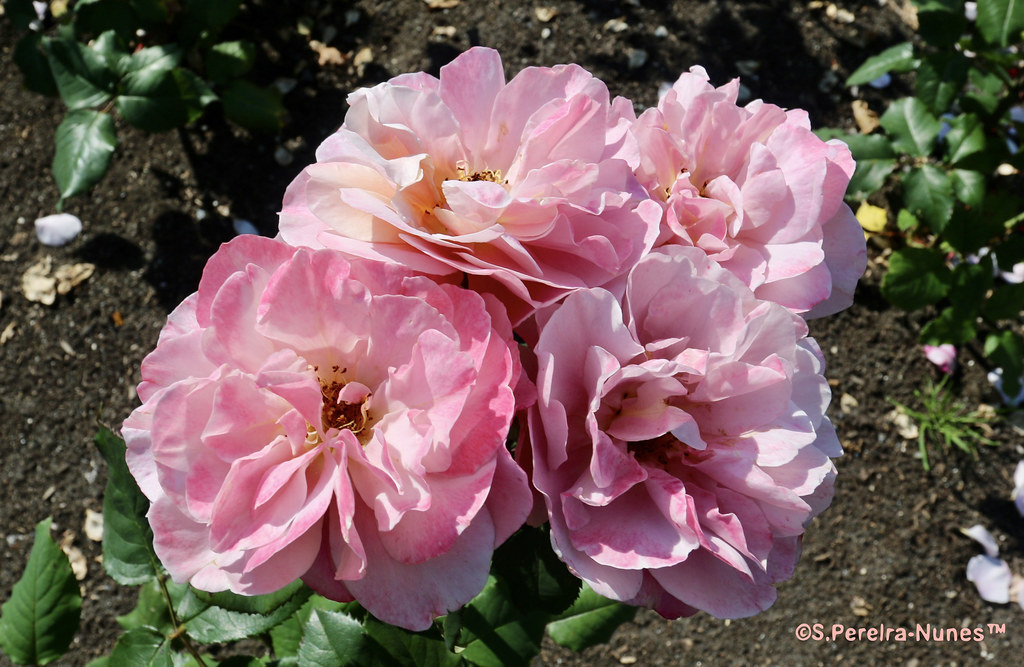 4 Rosas, 4 roses, Queen Elizabeth Park, Vancouver, Canada Flickr