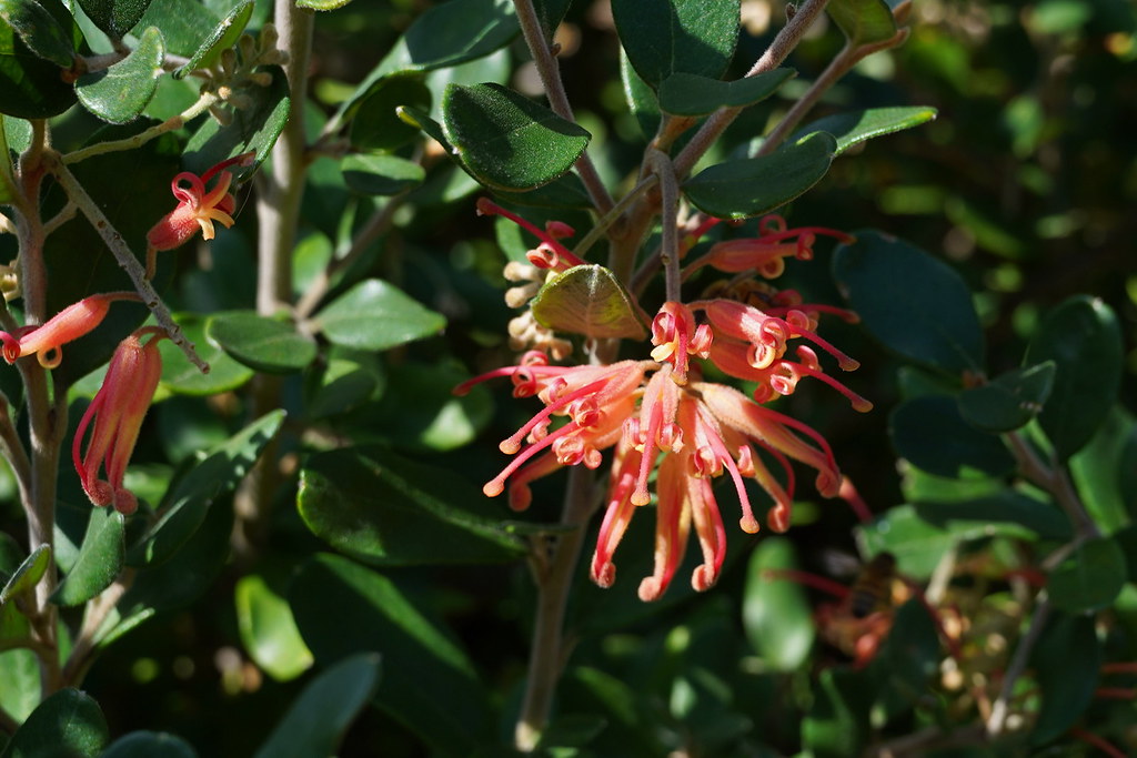 Grevillea miqueliana shrub endemic to Victoria in Australi… Flickr