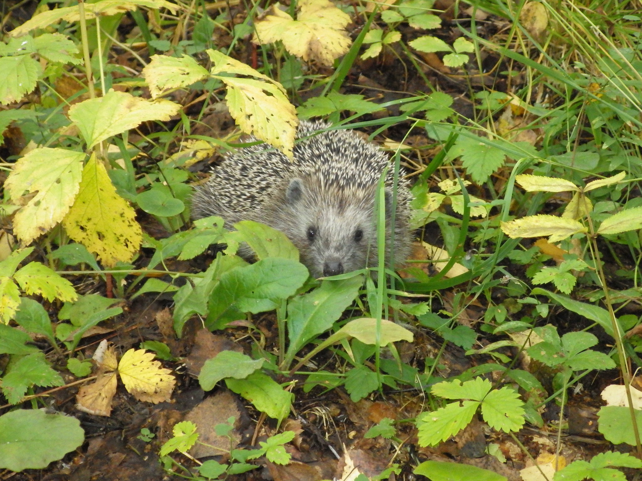 Hedgehog in a forest