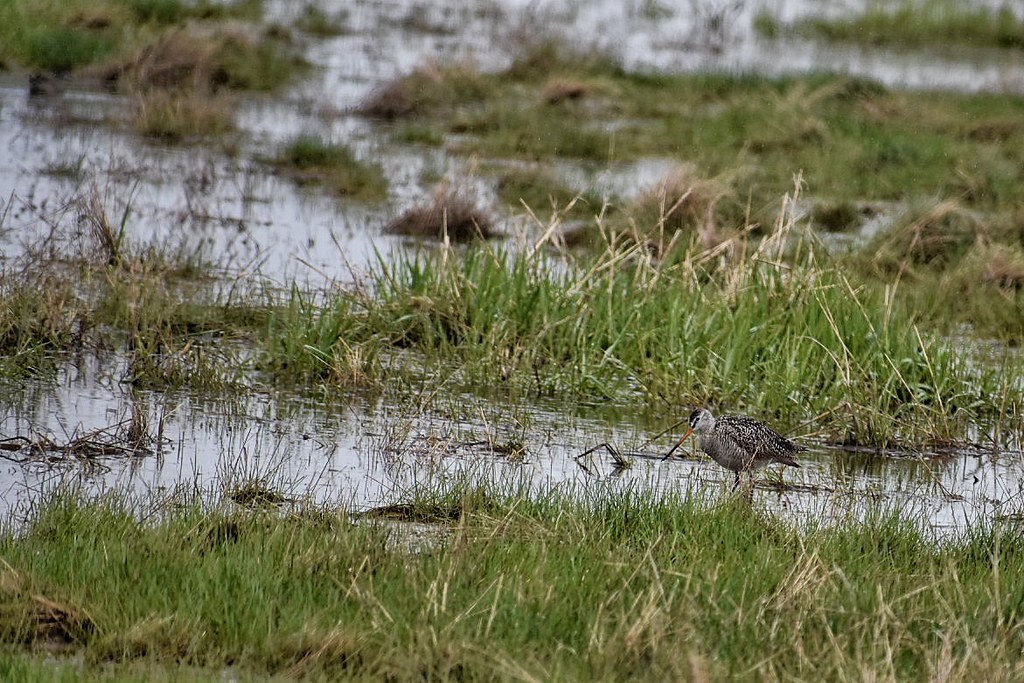 Marbled Godwit Lake Andes Wetland Management District Sout… Flickr