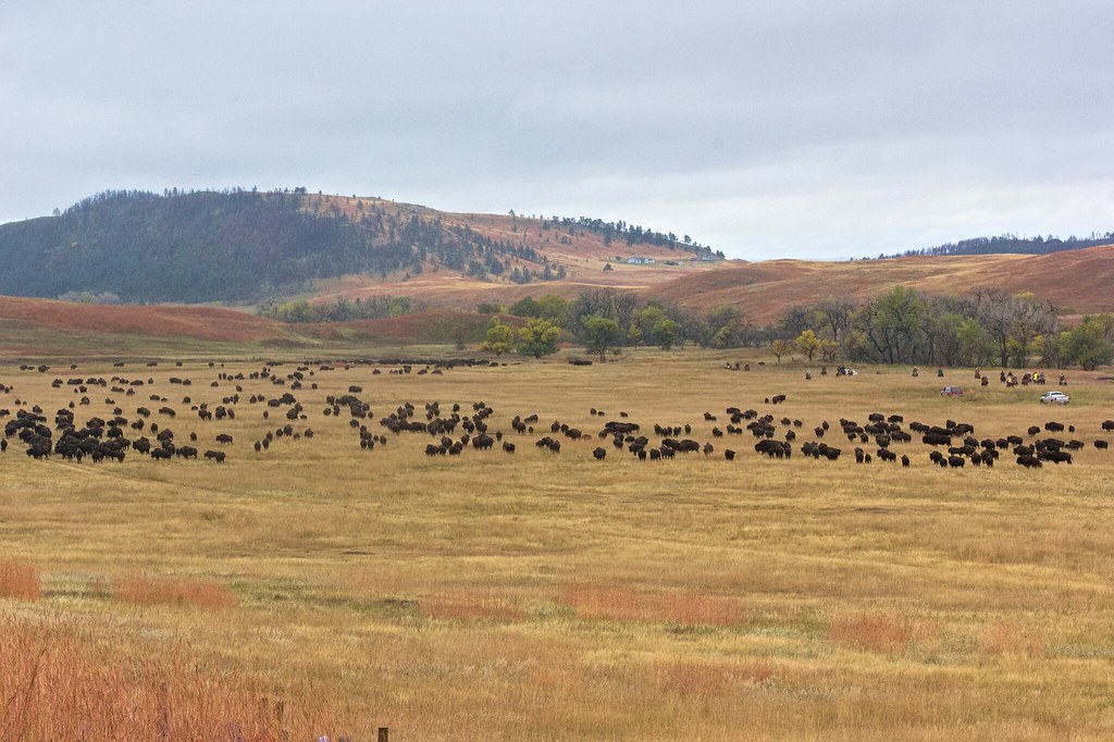 Custer State Park, South Dakota Buffalo Roundup (1) Flickr