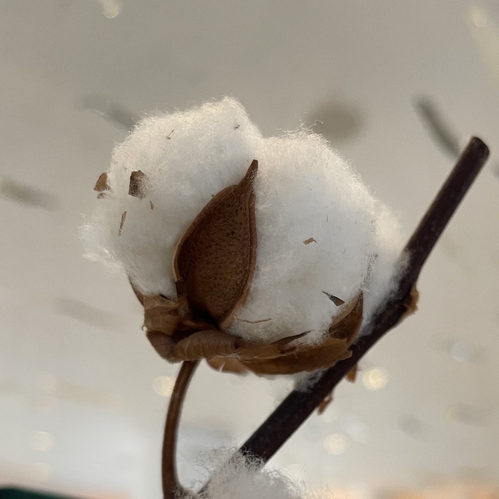 Cotton Flower The cotton flower is seen as a symbol of luc… Flickr