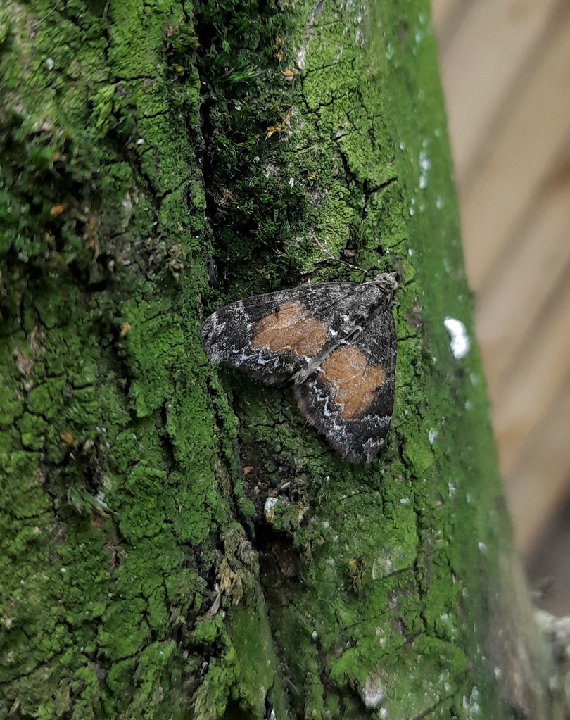 Common Marbled Carpet Moth Dysstroma truncata Ann Chapman Flickr
