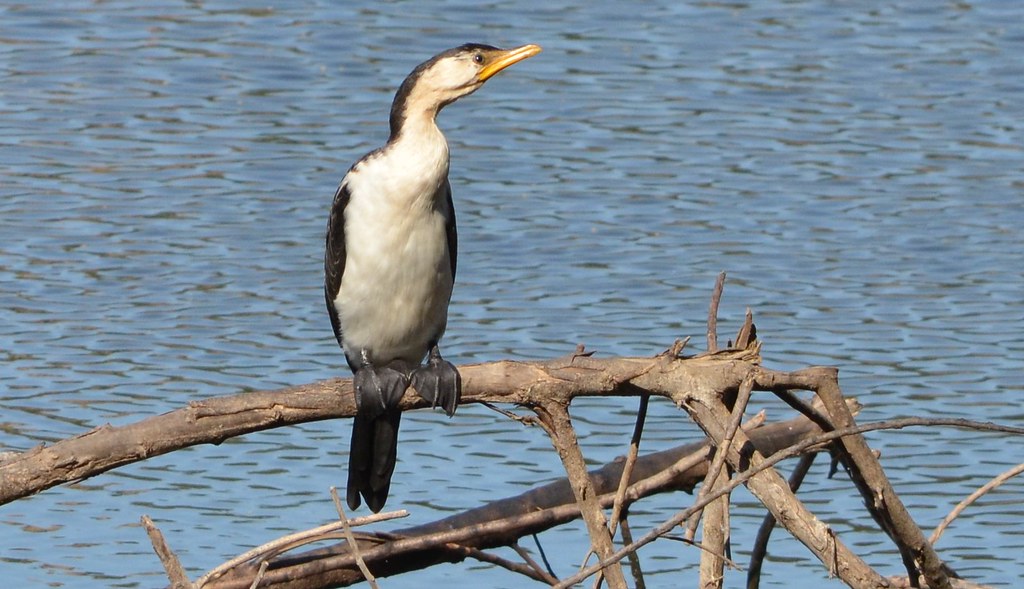 cormorant Petrie, Qld Peter Hirst Flickr