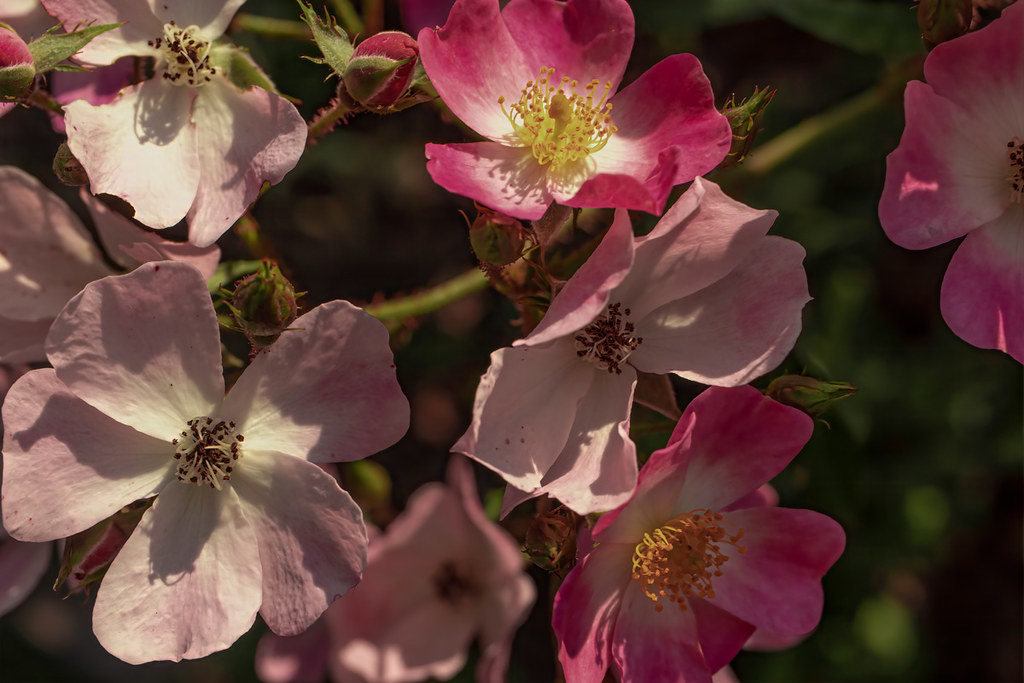 flowers at Glen Burnie The gardens really are beautiful at… Flickr