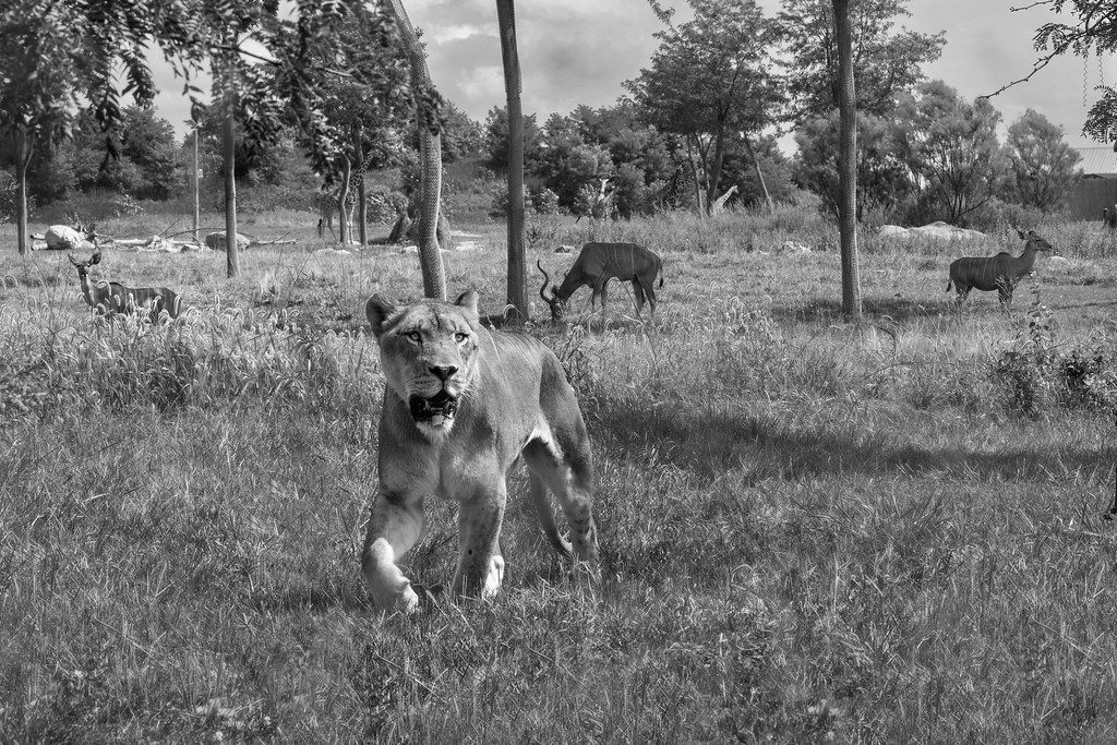 Lioness Columbus zoo James Young Flickr