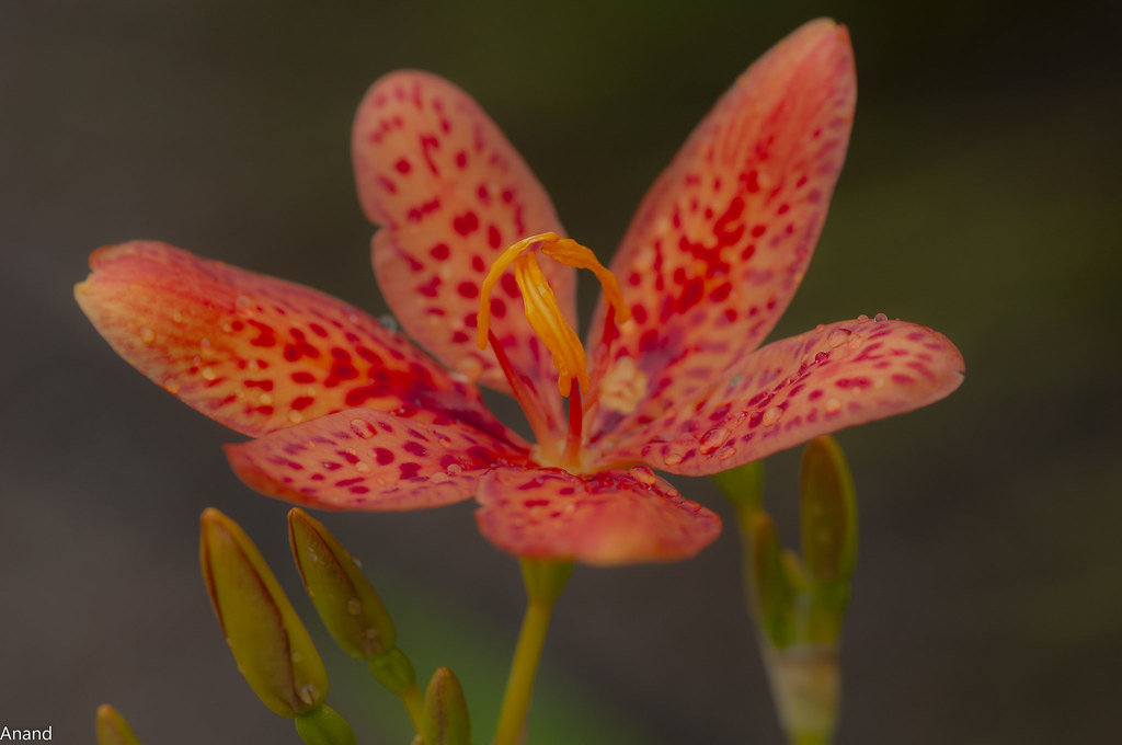 Every drop a source of life Blackberry Lily Flower Flickr