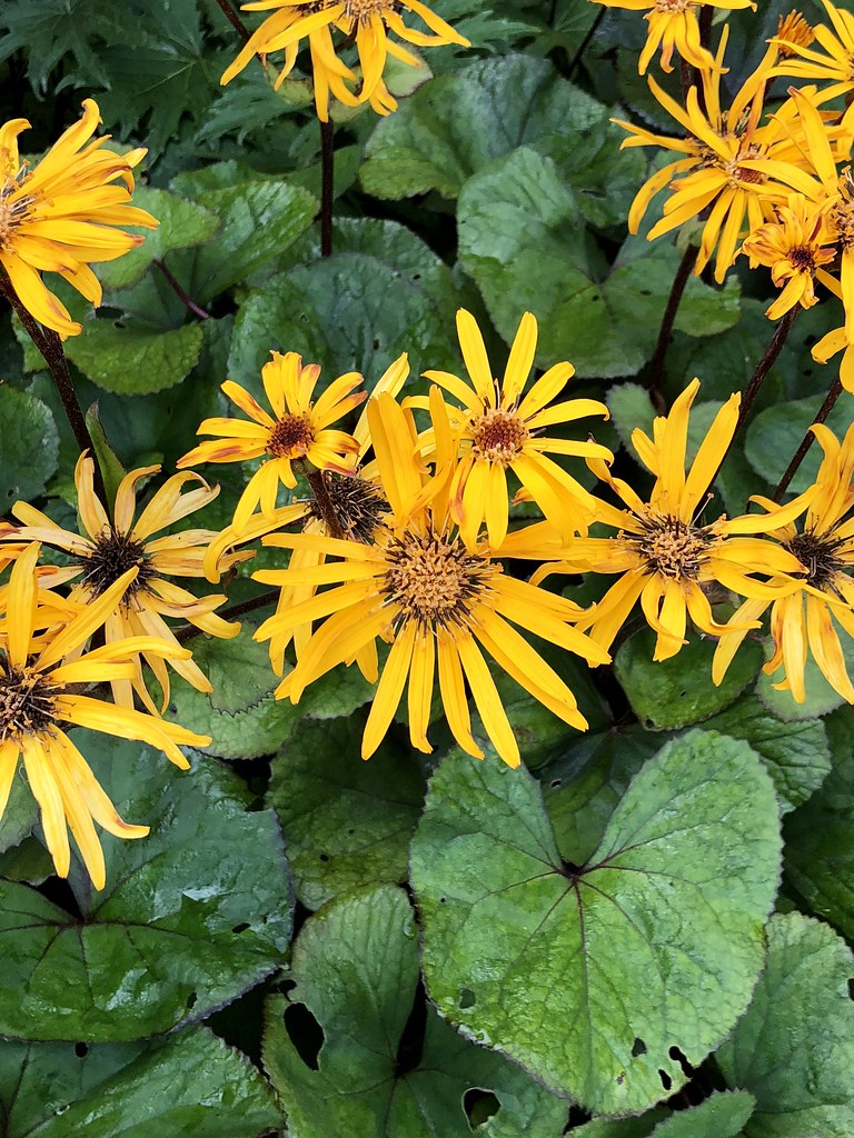 Yellow flowers. Belfast, Maine. devtmefl Flickr