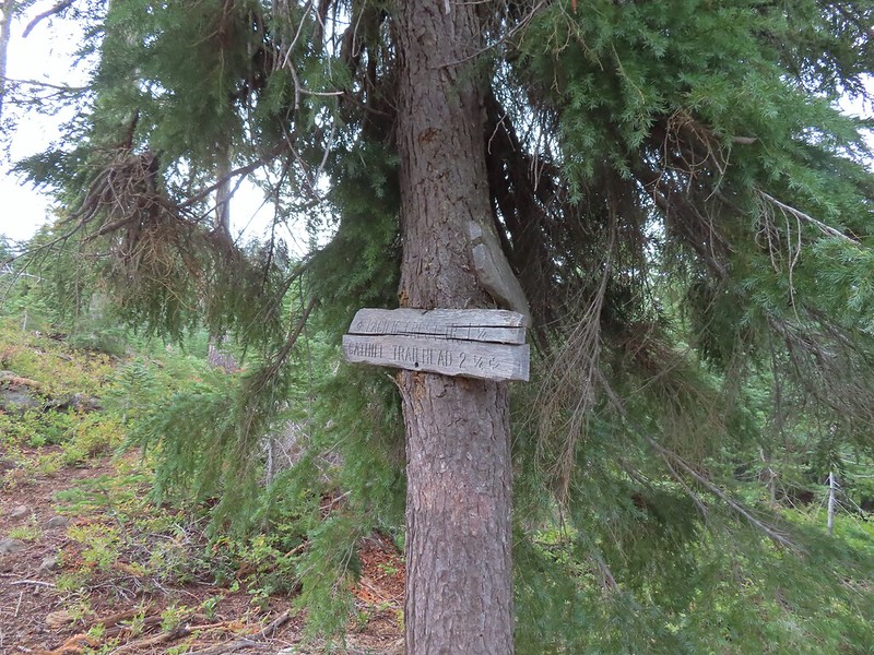 judge waldo tree wanderingyuncks