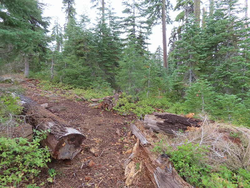 judge waldo tree wanderingyuncks