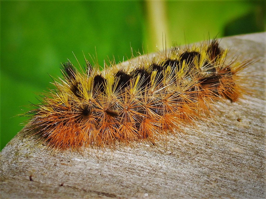 Caterpillar A hairy caterpillar, Lummi Island, WA, July 5,… Flickr
