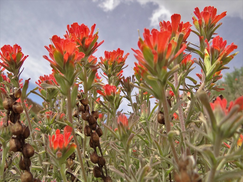 Wildflowers, Orange County, CA Flickr