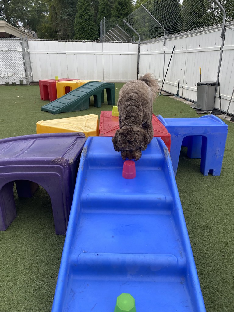 Untitled Holiday House Pet Resort and Training Center Flickr