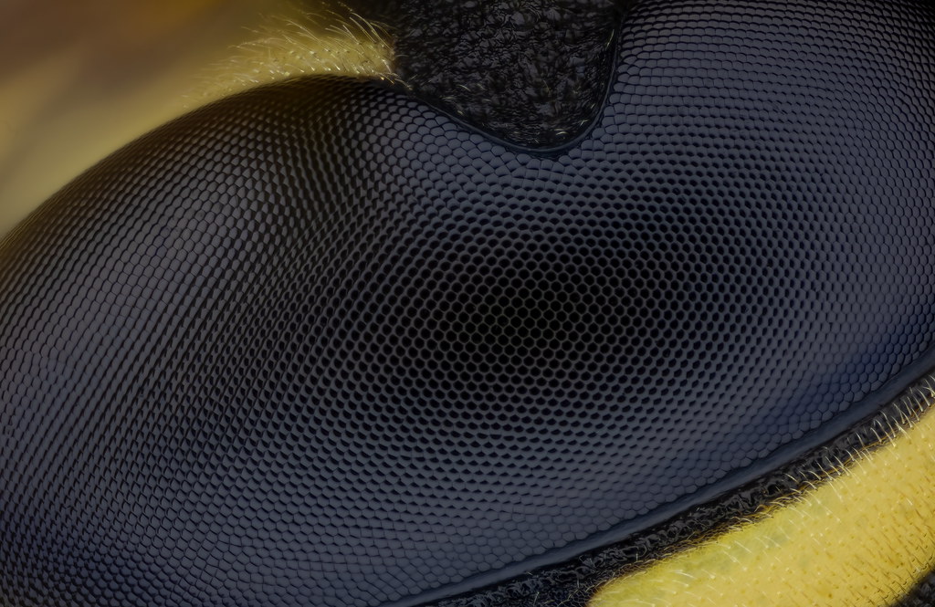 Yellow jacket wasp eye x20 Canon R, CMH200, Nikon L U P… Flickr