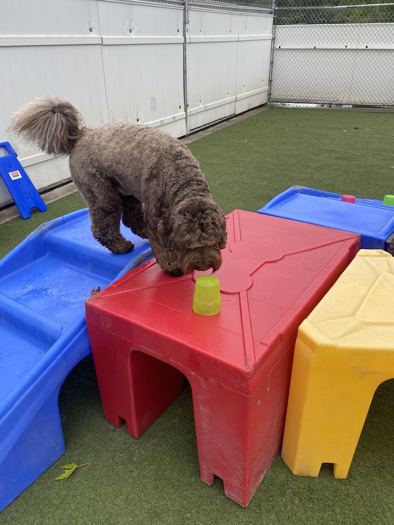 Untitled Holiday House Pet Resort and Training Center Flickr