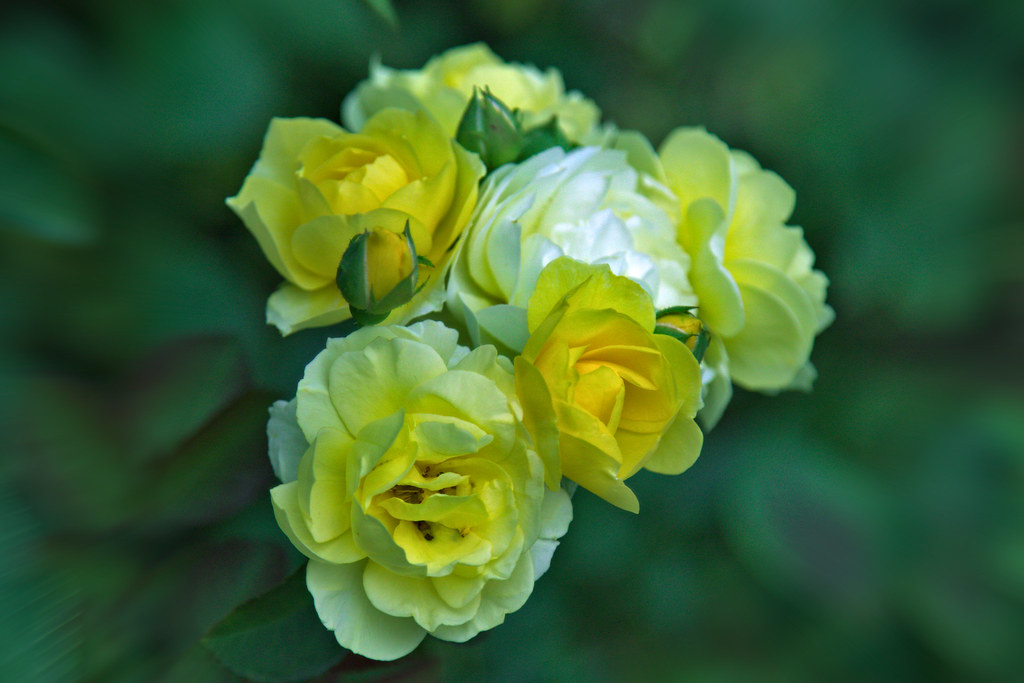 Roses Everyday Photographer Flickr