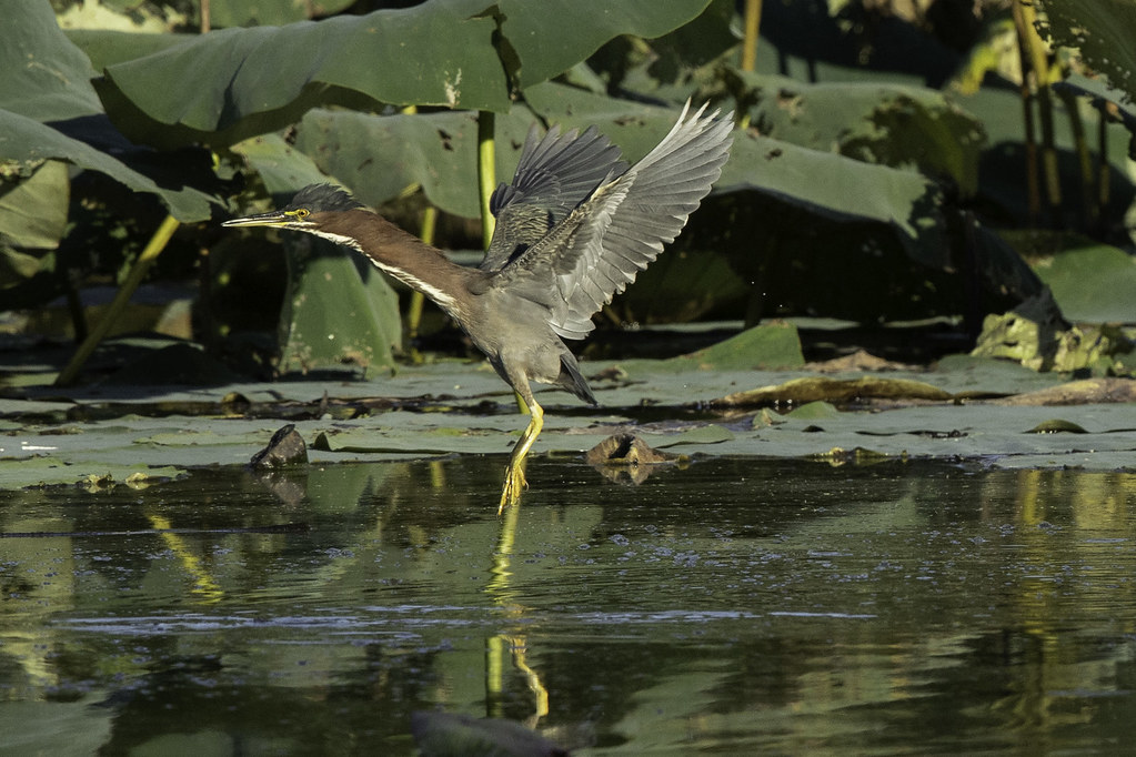 GREEN HERON View in Original size Flickr