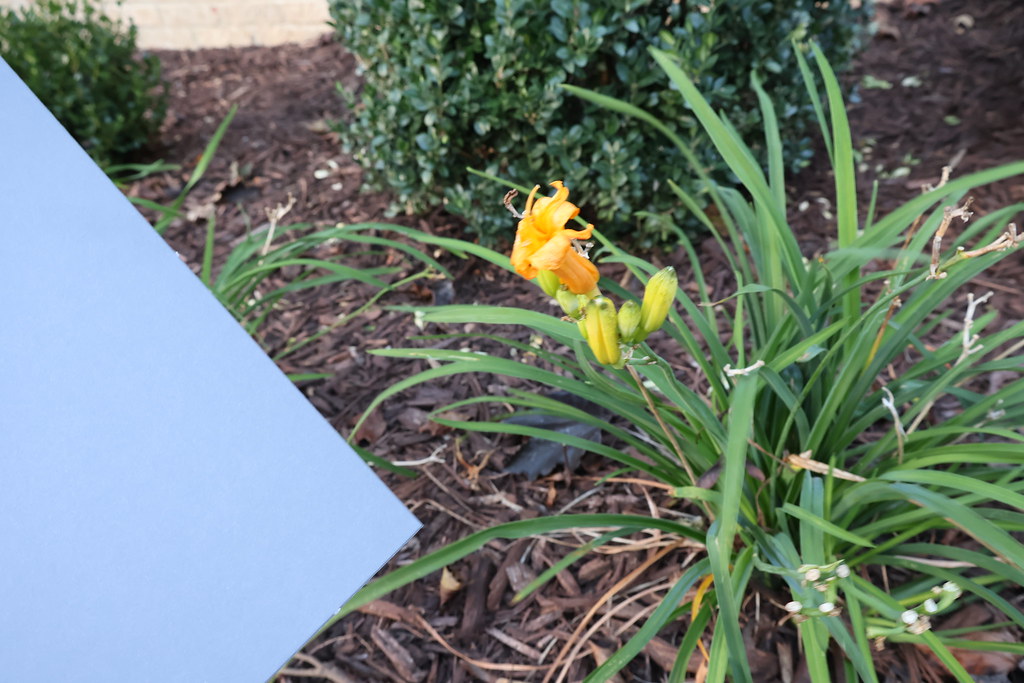 Winco_Warmup5 Picture of flower and bushes (with a greycar… Flickr