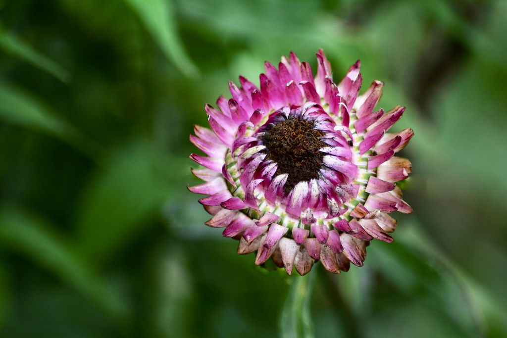 End of the strawflower season rachel.roze Flickr