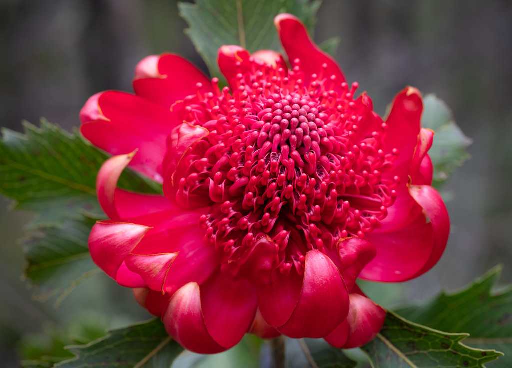 Waratah opening The New South Wales Waratah (Telopea speci… Flickr