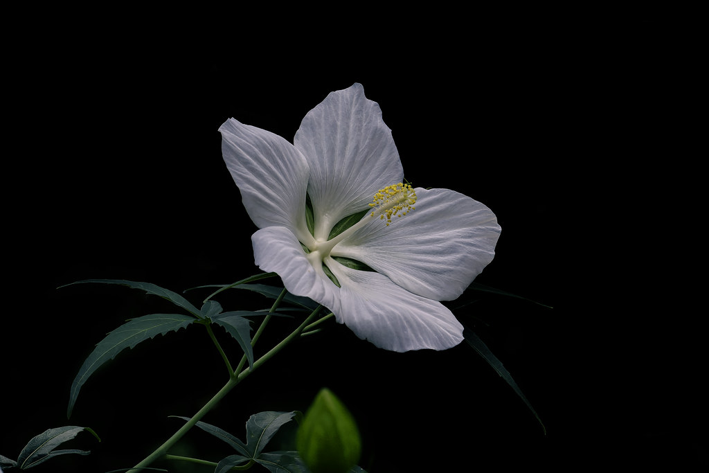 220921_White Texas Star Hibiscus_Oakwell_1982pr Elliott Cobin Flickr