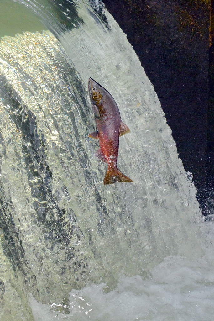 Salmon at Tumwater Falls Deschutes River, Tumwater, WA Flickr