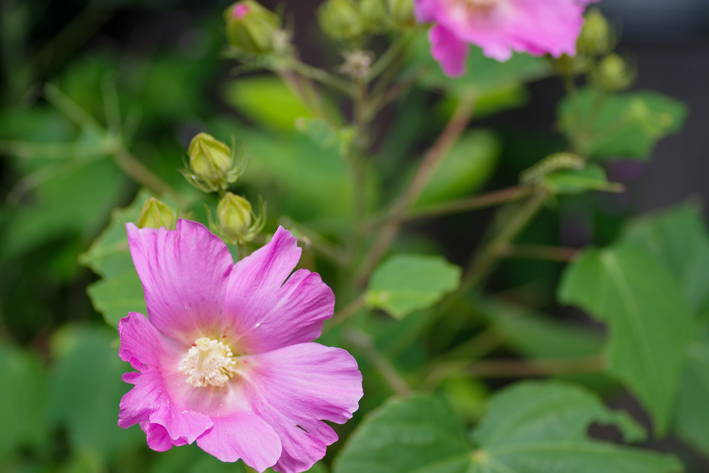 Confederate Rose Weed and Poisonous Happy Friday! Many… Flickr