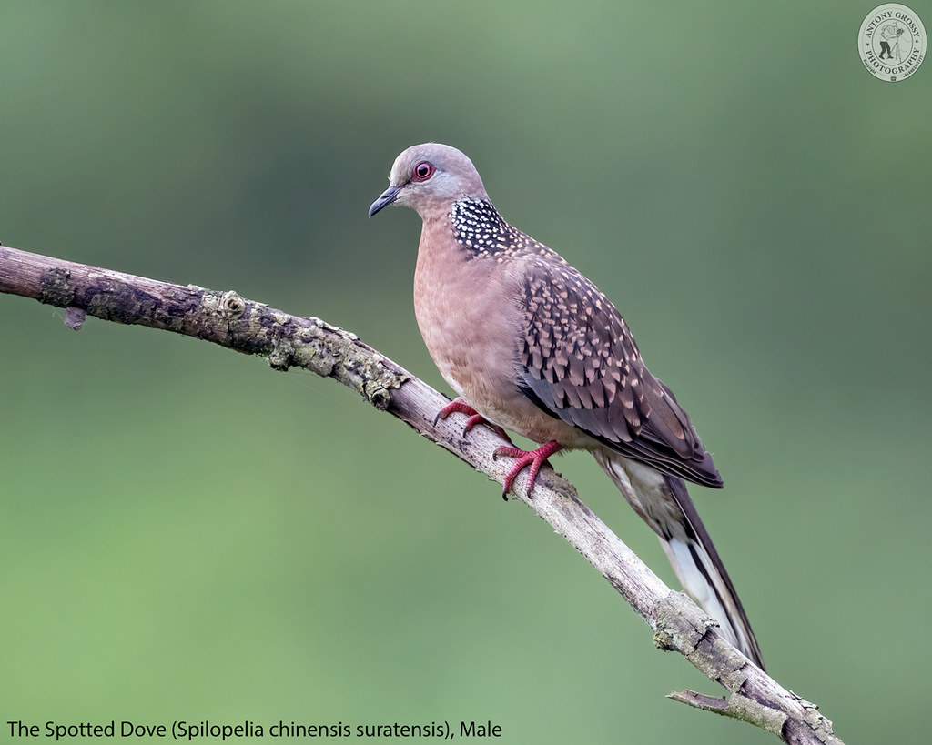 The Spotted Dove, Male The Spotted Dove, Male Try Viewin… Flickr